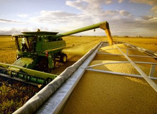 Soja participa com 43,4% de tudo que Maranhão exporta, segundo Ministério da Indústria e Comércio