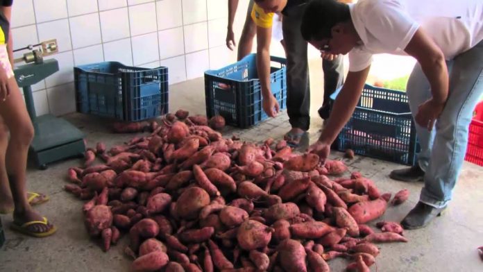 Batata