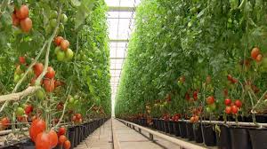 Tomate