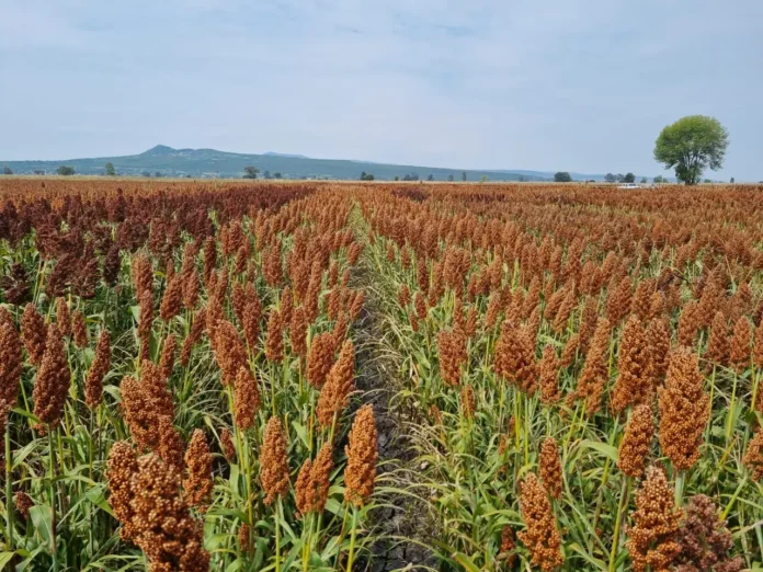 Sorgo