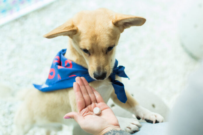 pets