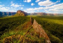 Edital Floresta Viva recebe projetos para restauração florestal em terras indígenas no Mato Grosso, Tocantins e Maranhão