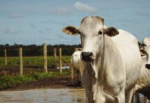 Pecuária brasileira se apresenta ao mundo como referência em sustentabilidade no World Meat Congress